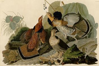 John James Audubon : Ruffed grouse